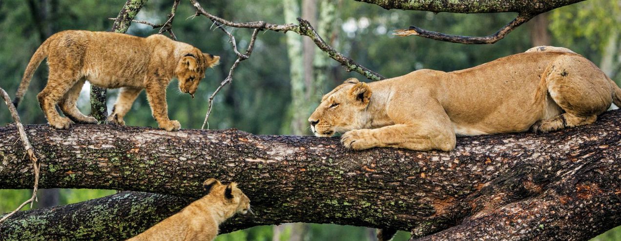African Safari Landscape